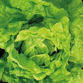 Lettuce Valdor - Organic Seeds