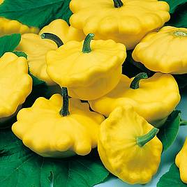 Squash Scallopini Yellow - Organic Seeds