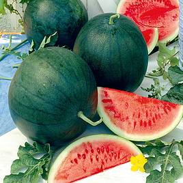 Melon Sugar Baby - Organic Seeds