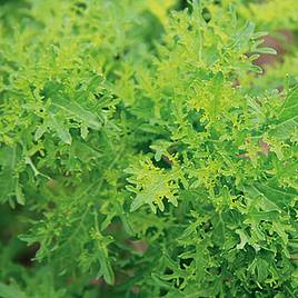 Mustard Golden Frills - Organic Seeds