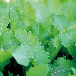 Mustard Green In Snow - Organic Seeds