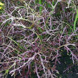Mustard Purple frills (Organic) Seeds