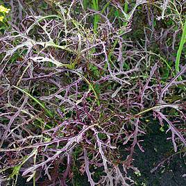 Mustard Purple frills - Organic Seeds