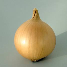 Onion Hytech F1 - Organic Seeds