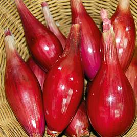 Onion Long Red Florence - Organic Seeds