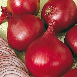 Onion Red Baron - Organic Seeds