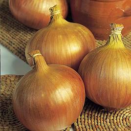 Onion Rijnsburger - Organic Seeds