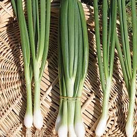 Spring Onion (Organic) Seeds - White Lisbon