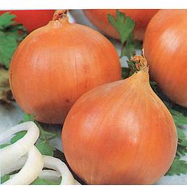 Onion Yellow Density (Organic) Seeds