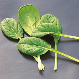 Pak Choi Tatsoi - Organic Seeds