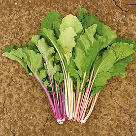 Pak Choi Vivid Choi - Organic Seeds