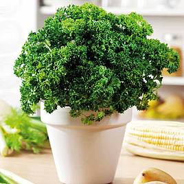 Parsley Moss Curled 2 - Organic Seeds