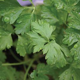 Herb (Organic) Seeds - Parsley Italian Giant