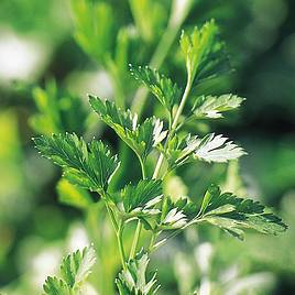 Parsley Plain French - Organic Seeds
