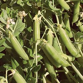 Pea (Organic) Seeds - Ambassador