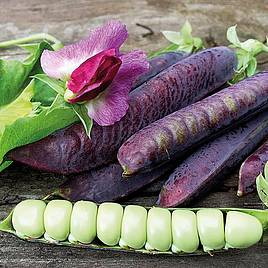 Pea Ezethas Krombek Blauwschok (Organic) Seeds