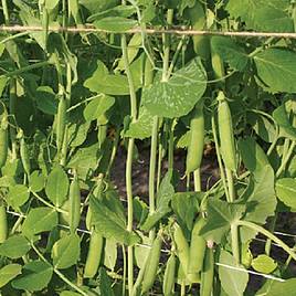 Pea First Early May - Organic Seeds