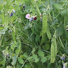 Pea Grijs Red Flowered - Organic Seeds