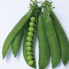 Pea Karina - Organic Seeds