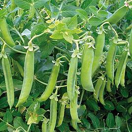 Pea Senator - Organic Seeds