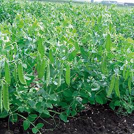 Pea Sweet Horizon (Organic) Seeds