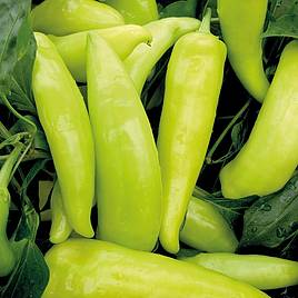 Pepper Hot - Hungarian Hot Wax (Organic) Seeds