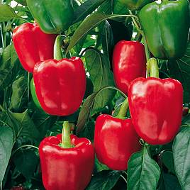 Sweet Pepper Bendigo F1 - Organic Seeds