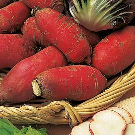 Radish China Rose - Organic Seeds
