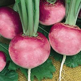 Radish Pink Beauty - Organic Seeds