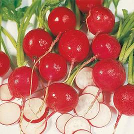 Radish Scarlet Globe (Organic) Seeds