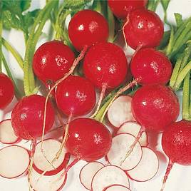 Radish Scarlet Globe - Organic Seeds