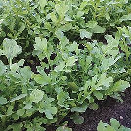 Rocket Esmee - Organic Seeds