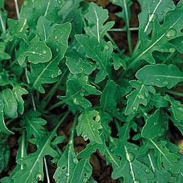 Wild Rocket - Organic Seeds