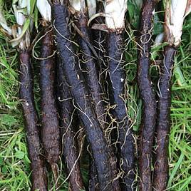 Scorzonera Russian Giant - Organic Seeds