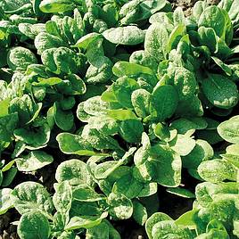 Spinach American - Organic Seeds