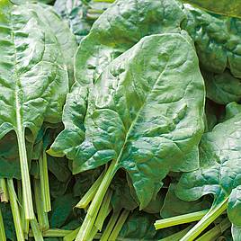 Spinach Early Prickly Seeded - Organic Seeds