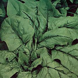 Spinach Gigante DInverno (Organic) Seeds