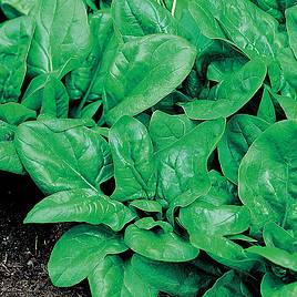 Spinach Matador (Organic) Seeds