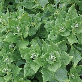 Spinach New Zealand - Organic Seeds