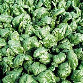 Spinach Palco F1 - Organic Seeds