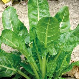 Spinach Perpetual Erbette (Organic) Seeds