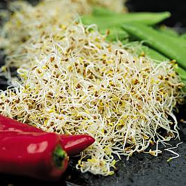 Sprouting Alfalfa - Organic Seeds