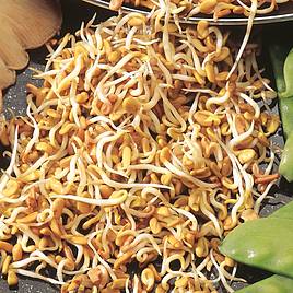Sprouting Fenugreek - Organic Seeds
