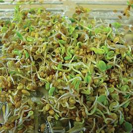 Sprouting - Red Clover 100G