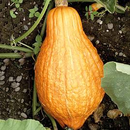Squash & Pumpkin Golden Hubbard - Organic Seeds