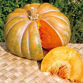 Squash & Pumpkin Moschata Muscade (Organic) Seeds