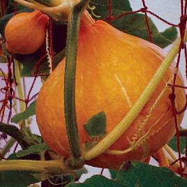 Squash & Pumpkin Potimarron - Organic Seeds