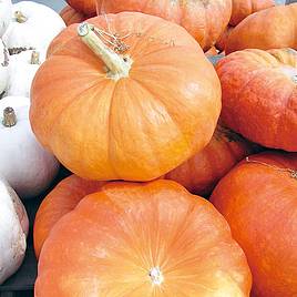 Squash & Pumpkin Rouge Vif dEtampes - Organic Seeds