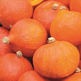 Squash & Pumpkin Uchiki Kuri - Organic Seeds