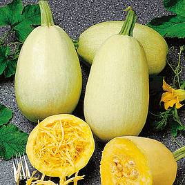 Squash & Pumpkin Vegetable Spaghetti - Organic Seeds